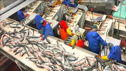 Nococn 渔业自动化 -上海/福建/浙江  www.nococn.com
渔业自动化 - 大黄鱼生产线_鳗鱼流水线_鲍鱼冷冻线_海参蒸煮线_海带烘干线_生蚝加工线 ;
海鲜包装机_海鲜冷冻包装_海